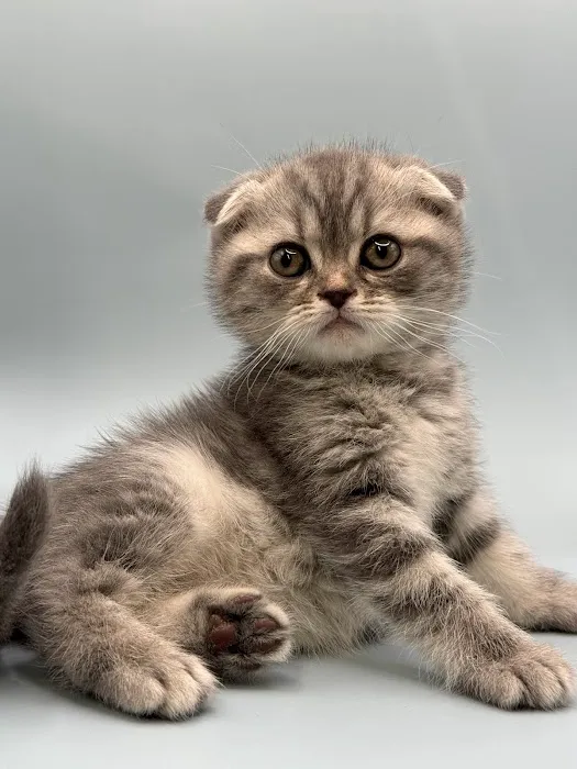 Zaras Scottish Fold & British Cattery Exotic Cats Picture 7
