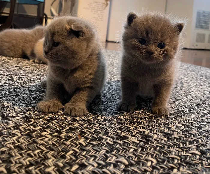 Zaras Scottish Fold & British Cattery Exotic Cats Picture 10