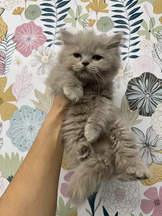 Zaras Scottish Fold & British Cattery Exotic Cats Picture 9