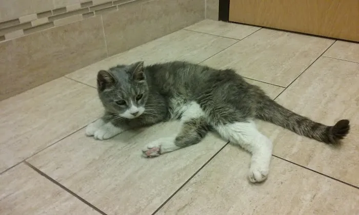 New England Veterinary Center & Cancer Center Picture 2