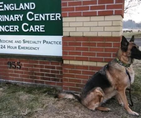 New England Veterinary Center & Cancer Center