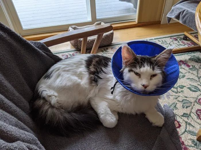 New England Veterinary Center & Cancer Center Picture 9