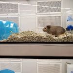 Petco