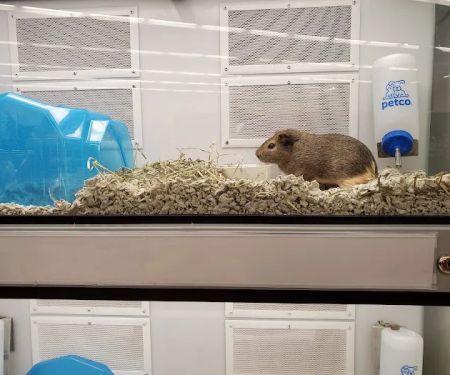 Petco