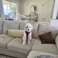 Petland Fort Myers ico