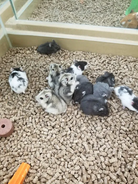 Petland Fort Myers Picture 4