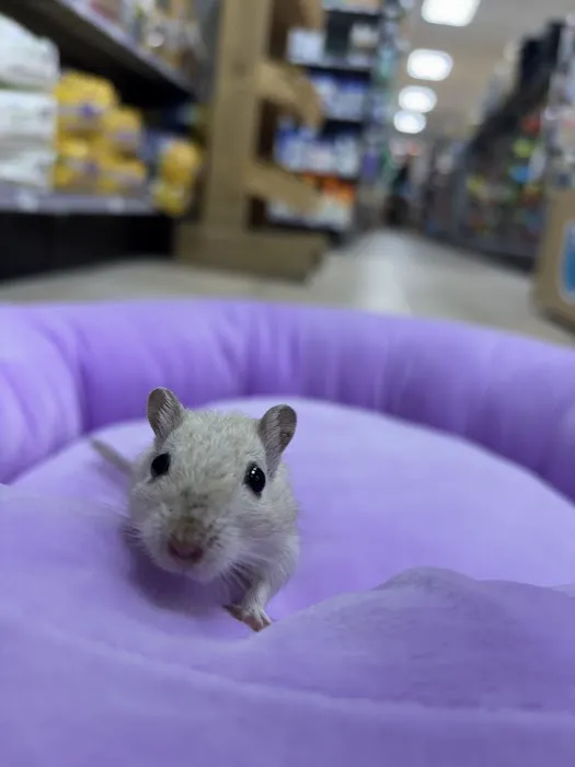 Petland Fort Myers Picture 9