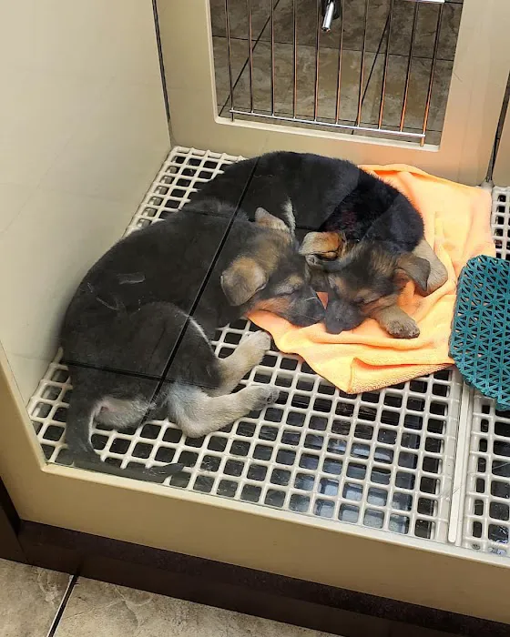 Petland Fort Myers Picture 5