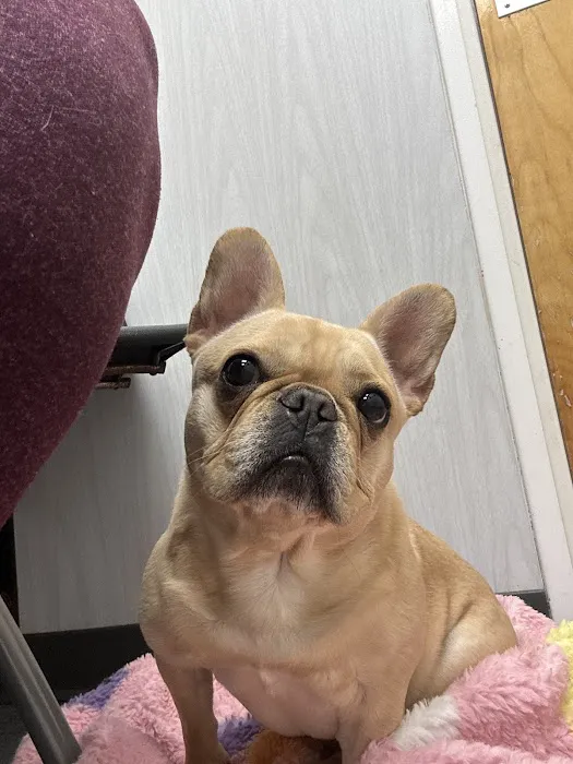 Connecticut Veterinary Center Picture 5
