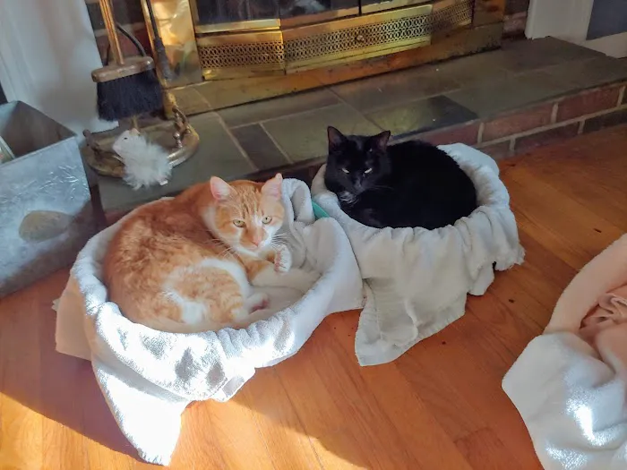 Connecticut Veterinary Center Picture 7