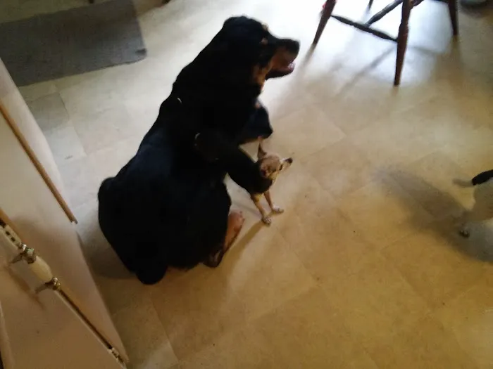 Connecticut Veterinary Center Picture 2