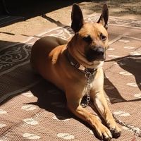 Connecticut Veterinary Center ico