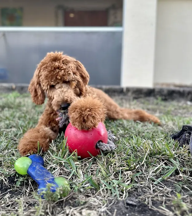 Powerhouse Dog Supply Picture 6