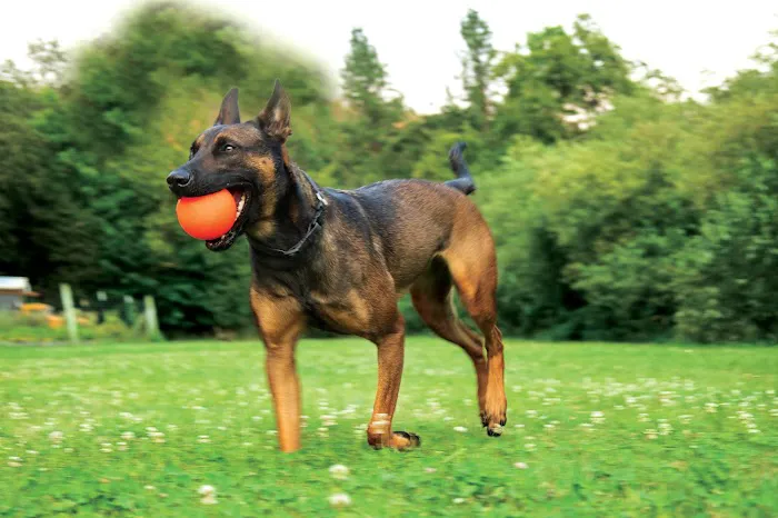 Powerhouse Dog Supply Picture 9