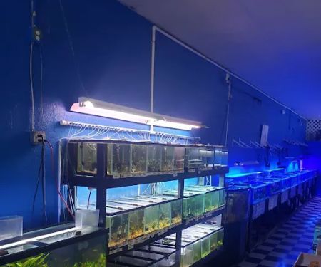 Boardroom Aquariums
