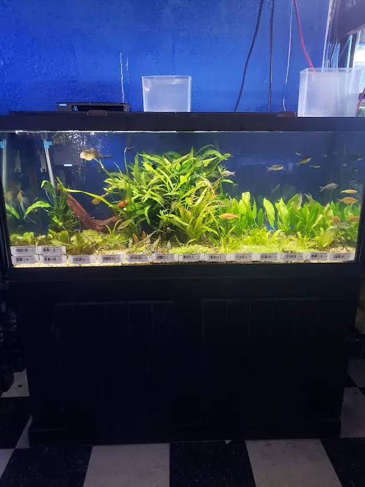 Boardroom Aquariums Picture 6