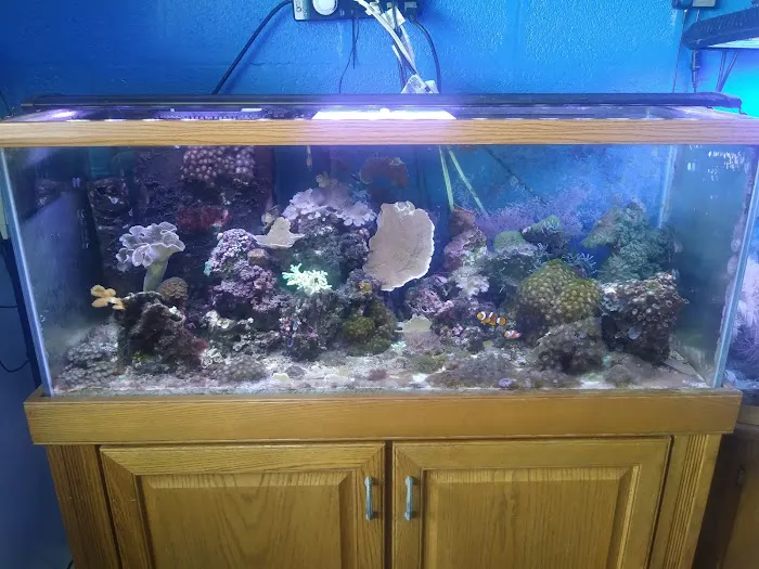 Boardroom Aquariums Picture 8