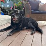 Suffield Veterinary Hospital