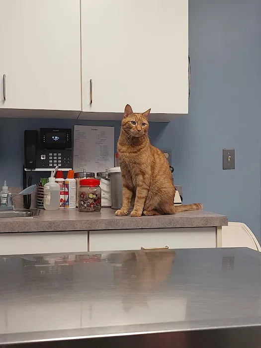 Suffield Veterinary Hospital Picture 4