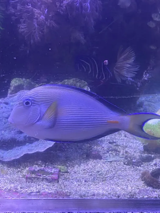 Aquariums and Reef Center Picture 4