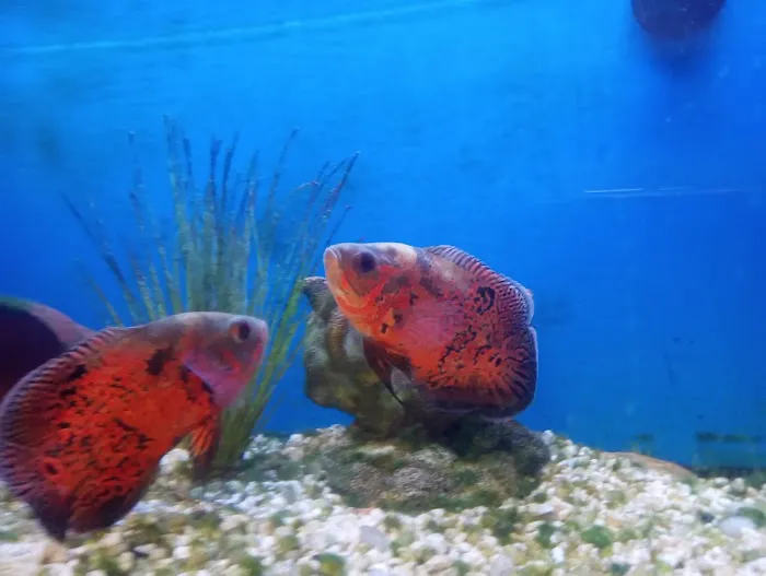 Aquariums and Reef Center Picture 6