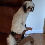 Bloomfield Animal Hospital