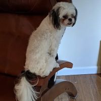 Bloomfield Animal Hospital ico