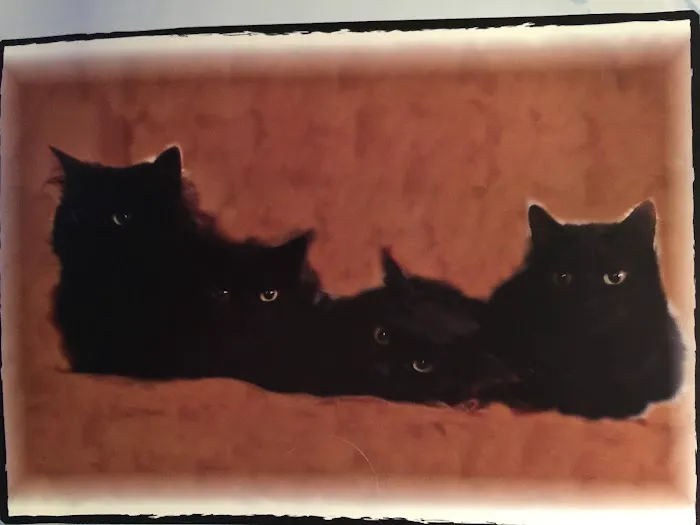 Bloomfield Animal Hospital Picture 8