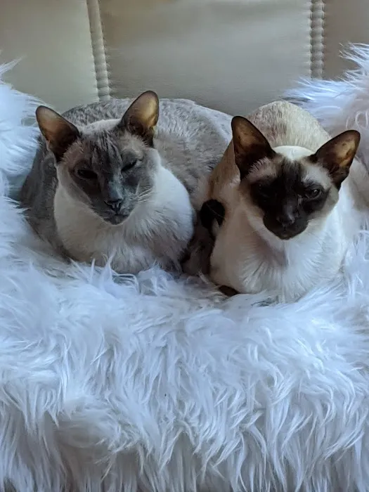 Bloomfield Animal Hospital Picture 3