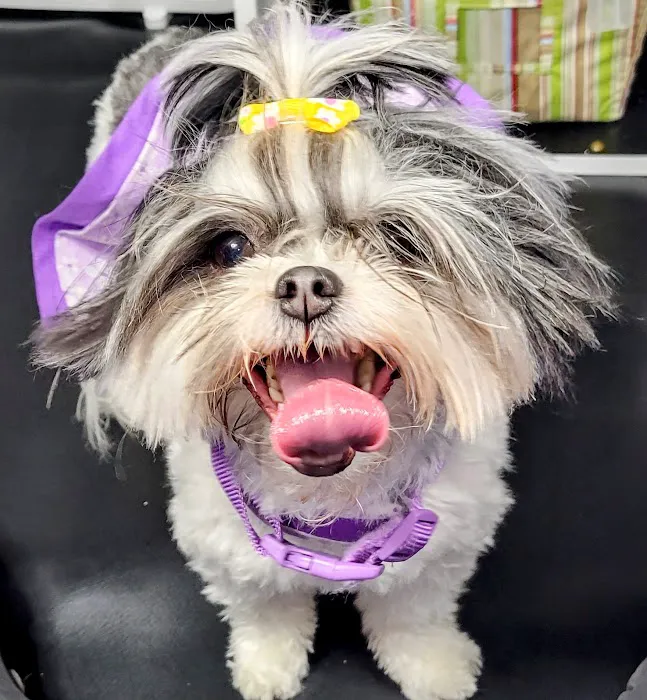 Pooch & Kitty Dental Picture 7