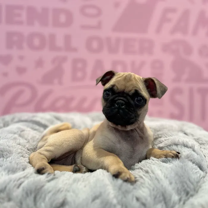 Waggles Fort Myers Picture 5