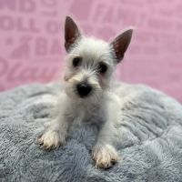 Waggles Fort Myers ico