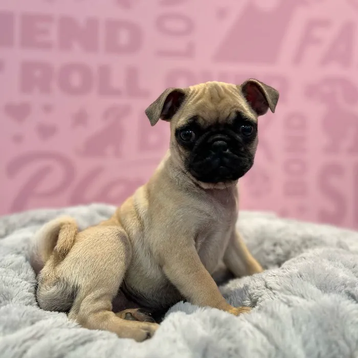 Waggles Fort Myers Picture 4