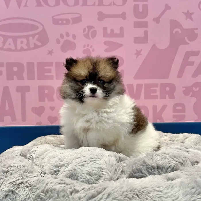 Waggles Fort Myers Picture 9