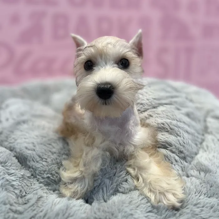 Waggles Fort Myers Picture 8