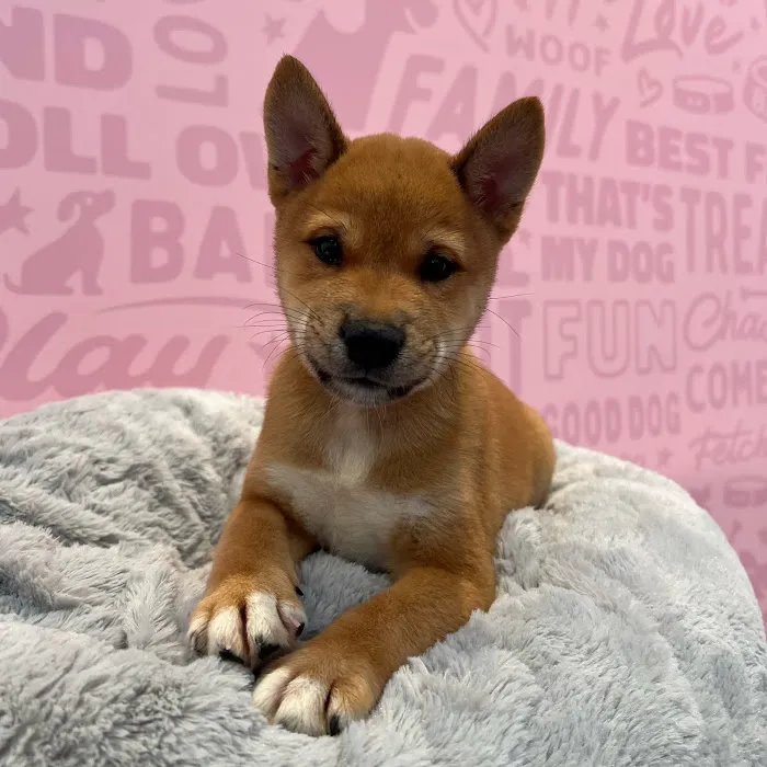 Waggles Fort Myers Picture 10