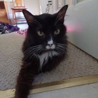 Douglas Animal Hospital LLC ico