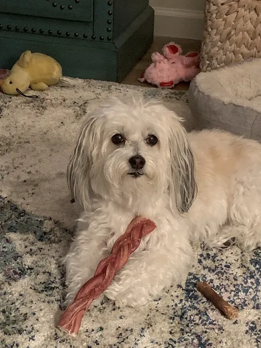 Little Paws Bakery Picture 5