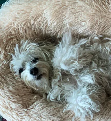 Little Paws Bakery Picture 4