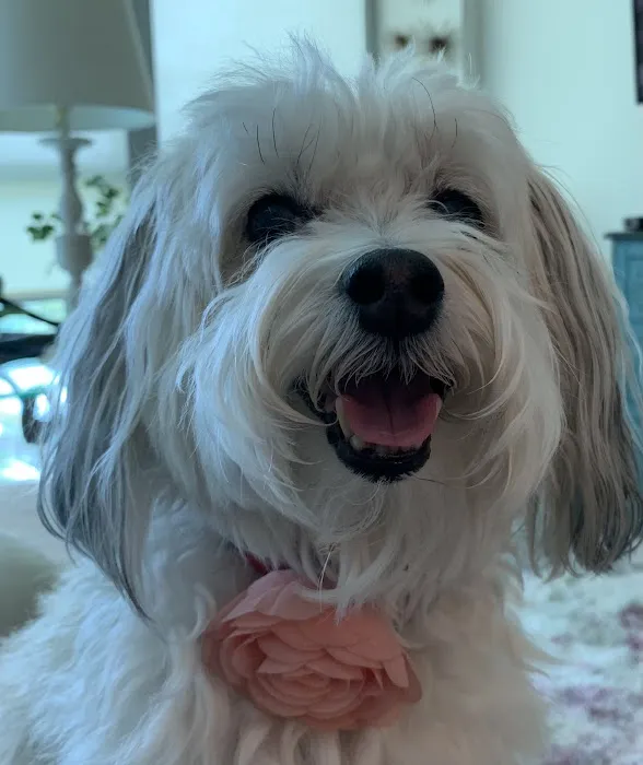 Little Paws Bakery Picture 6