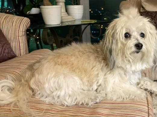 Little Paws Bakery Picture 2