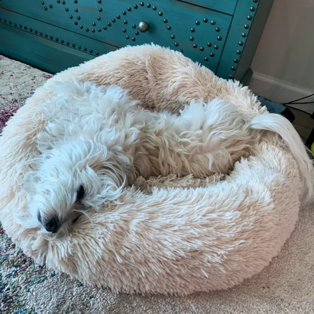 Little Paws Bakery Picture 1