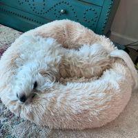 Little Paws Bakery ico