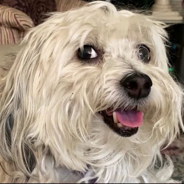 Little Paws Bakery Picture 3