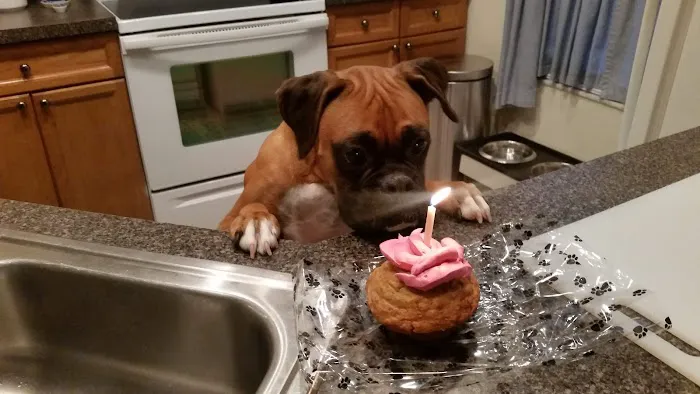 Little Paws Bakery Picture 10