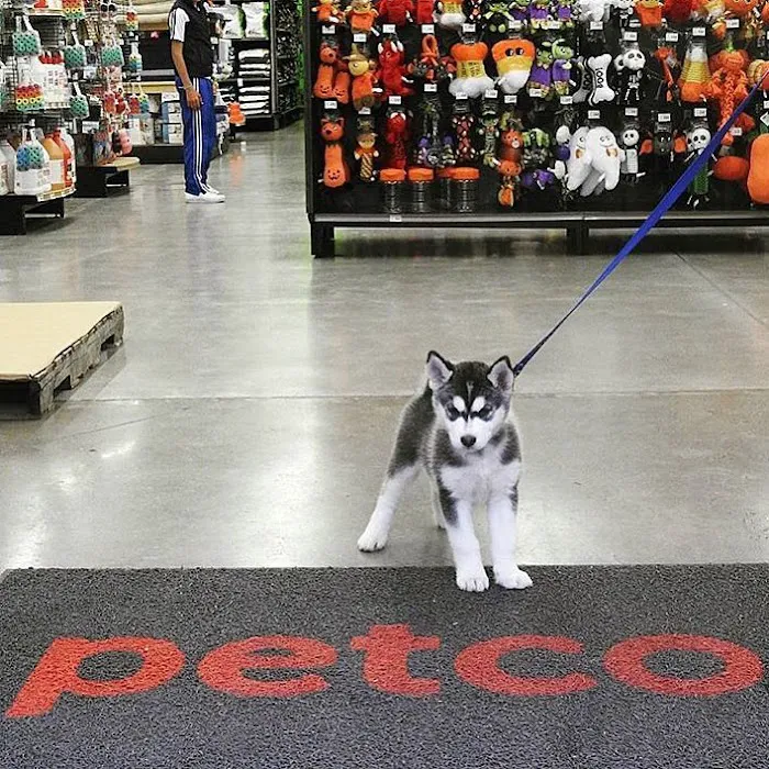 Petco Picture 2