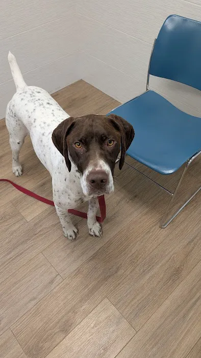 Sutton Animal Hospital Picture 7