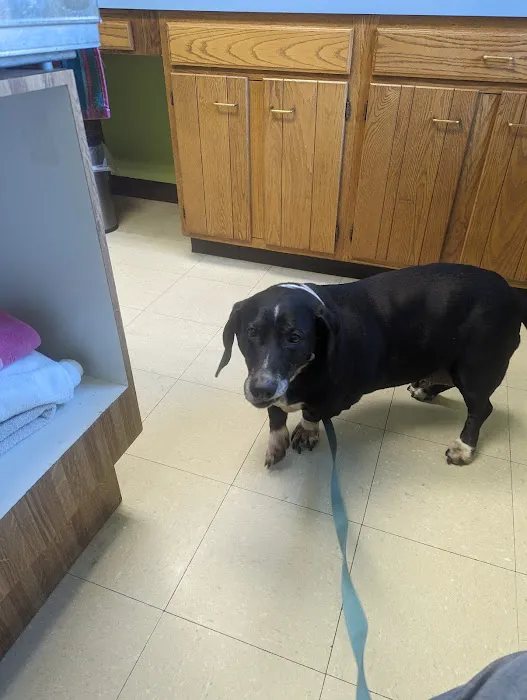 Sutton Animal Hospital Picture 4