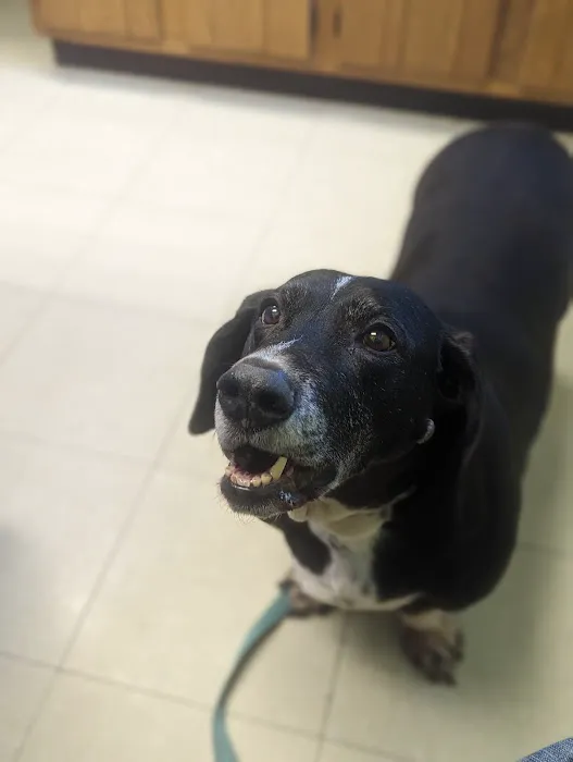Sutton Animal Hospital Picture 8