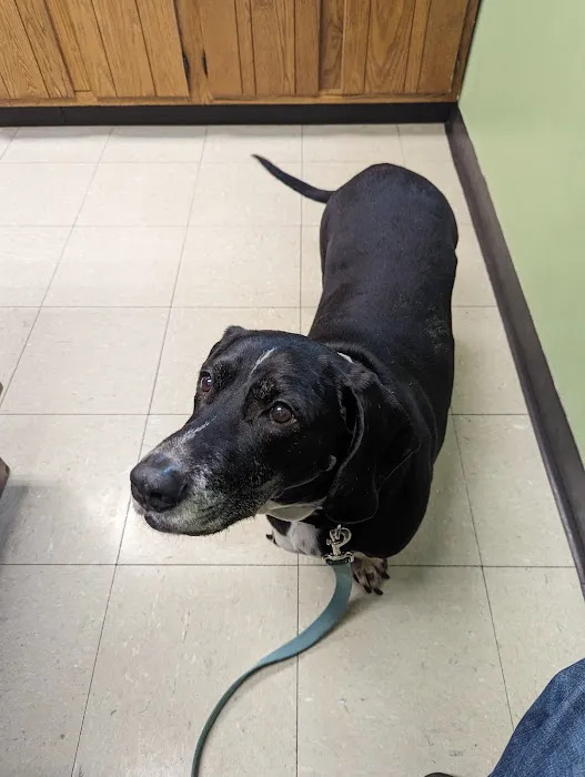 Sutton Animal Hospital Picture 1